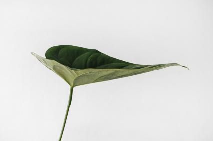 L'Odyssée Sensorielle au Jardin des Plantes